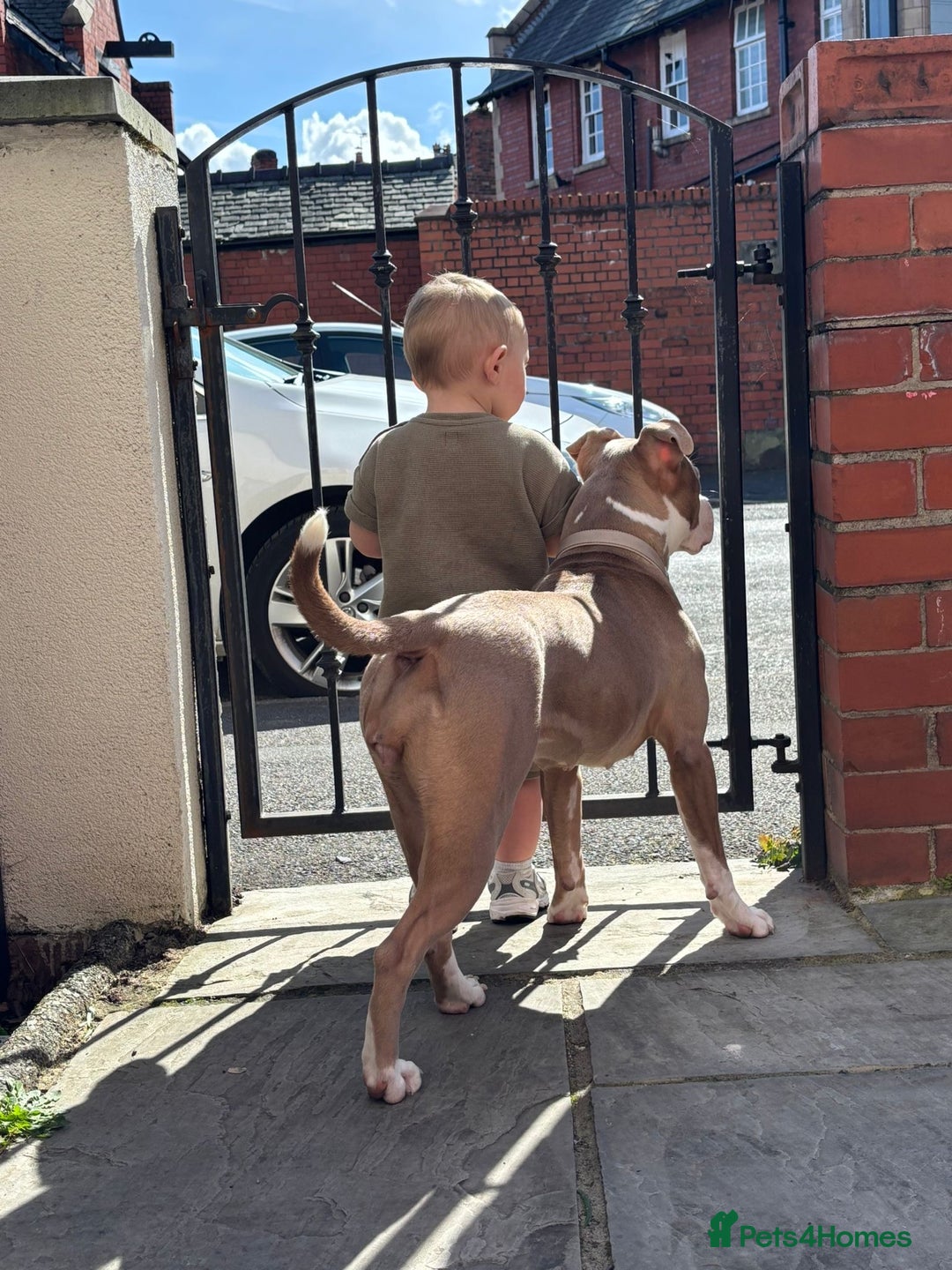 Staffordshire Bull Terrier dogs for sale: With a heavy heart having to rehome beautiful Nova - Image 3