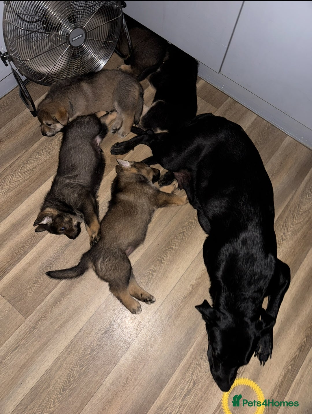 Mixed Breed dogs for sale: German Shepherd x Rottweiler puppies | READY TO GO - Image 7