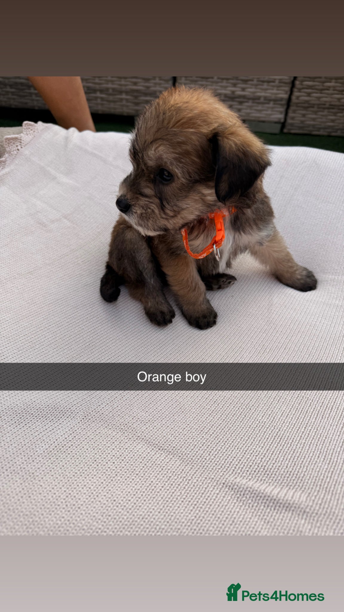 Mixed Breed dogs for sale: Whoodle puppies  - Advert 15