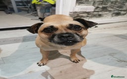 Mixed Breed dogs for sale: 2  Beautiful dogs - Image 3