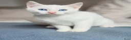 Turkish Angora cats for sale: 🐾 Unique Turkish Angora x Bengal Mix Kittens 🐾 - Advert 11