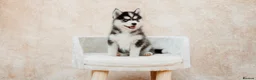 Pomsky dogs for sale: F3 Pomsky Puppies - all blue eyed  - Advert 24