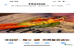 Conures birds for sale: Conure for sale  - Image 3