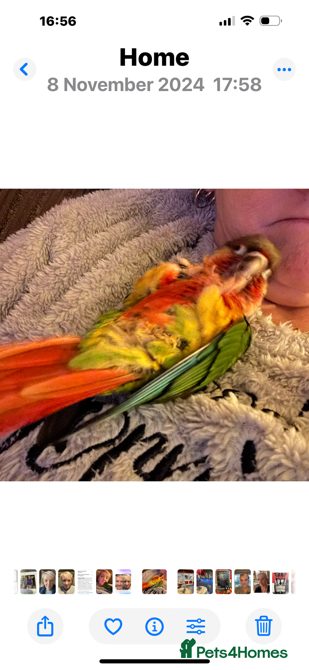 Conures birds for sale: Conure for sale  - Image 3