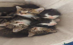 Mixed Breed cats for sale: Gorgeous litter of kittens in Liverpool - Image 1