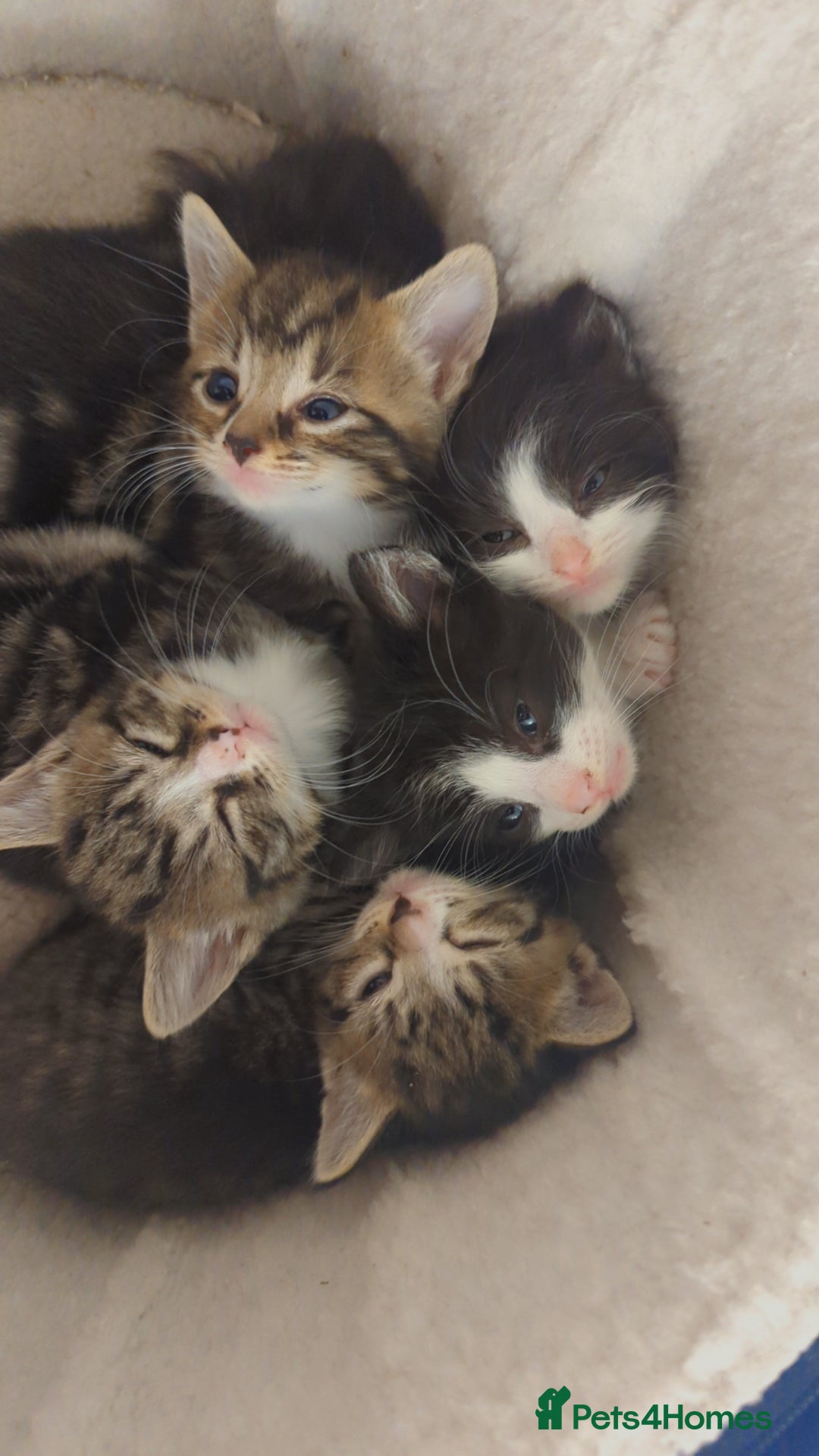 Mixed Breed cats for sale: Gorgeous litter of kittens in Liverpool - Image 1
