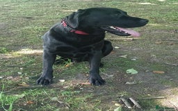 Labrador Retriever dogs for stud: Labrador Retriever available for stud - Image 5