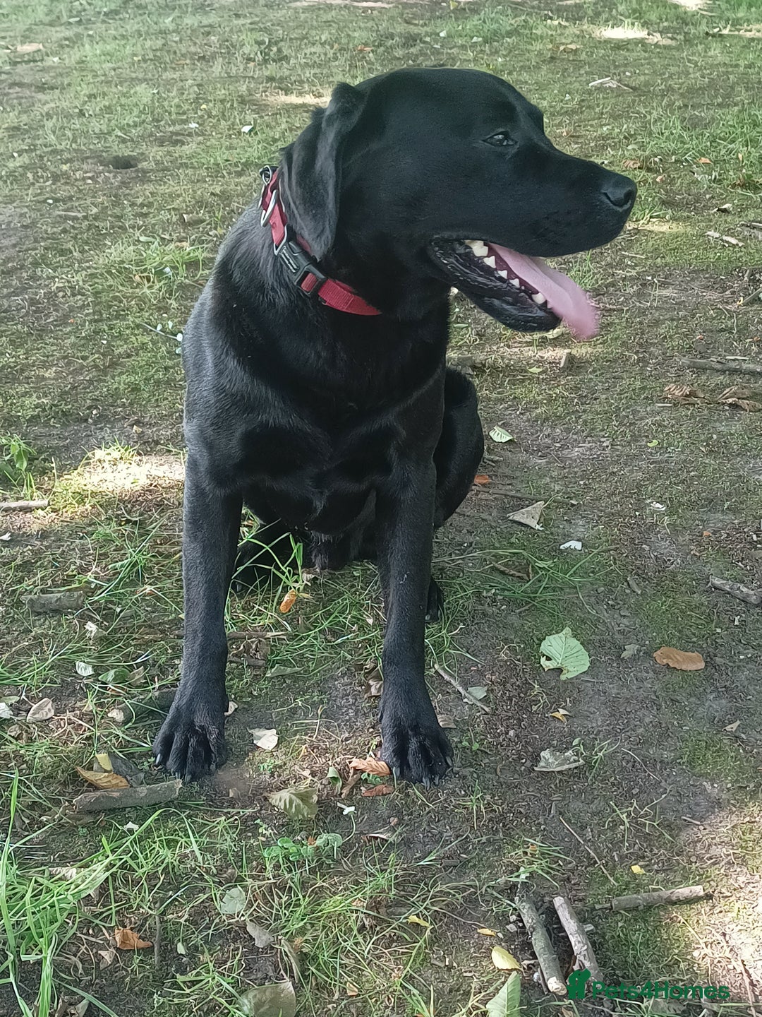 Labrador Retriever dogs for stud: Labrador Retriever available for stud - Image 5