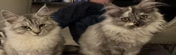 Maine Coon cats for sale: Exceptional Active Tica Black Silver  - Advert 3