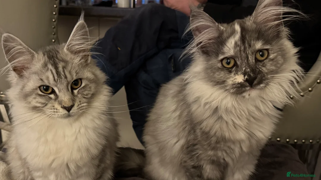 Maine Coon cats for sale: Exceptional Active Tica Black Silver  - Advert 3