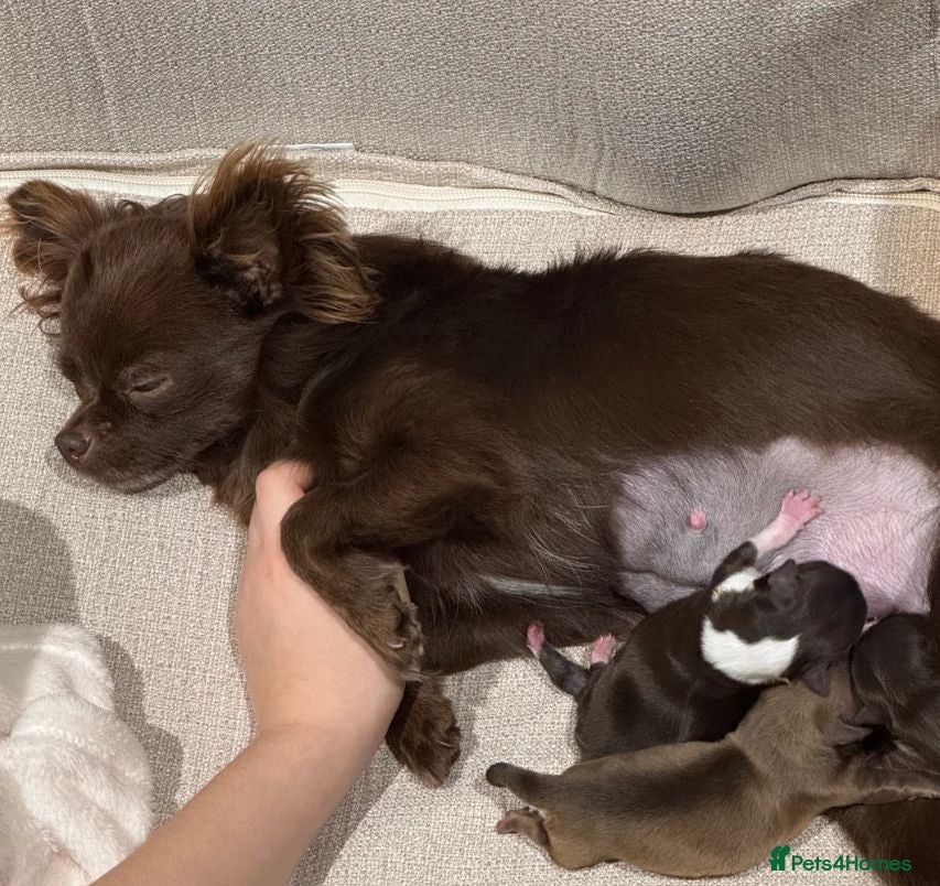 Chihuahua dogs Lovely Chihuahua Puppies Looking for New Homes - Advert 6