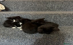 British Shorthair cats for sale: 4 beautiful kittens and mother up for adoption - Image 8