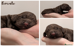 Cocker Spaniel dogs for sale: Kc Reg - Working Cocker Spaniel Puppies DNA Tested - Advert 7