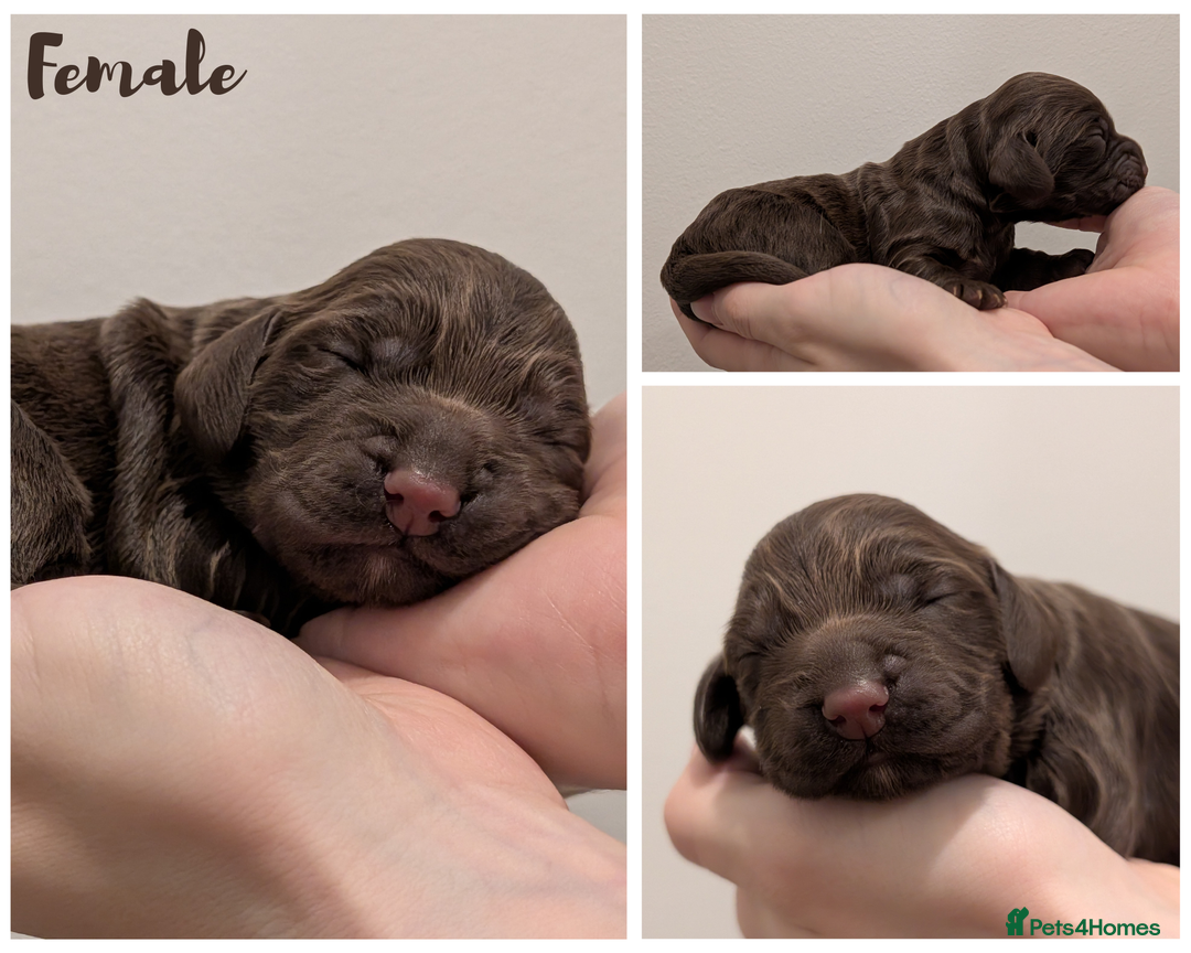 Cocker Spaniel dogs for sale: Kc Reg - Working Cocker Spaniel Puppies DNA Tested - Advert 7