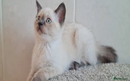 British Shorthair cats for sale: British Blue shorthair, Lilac, Colorpoint Kittens - Image 24