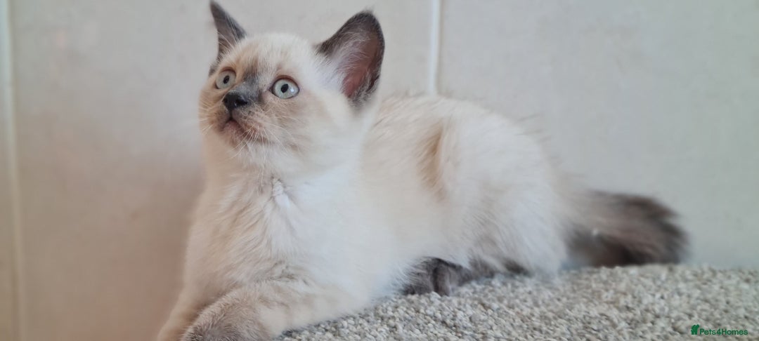 British Shorthair cats for sale: British Blue shorthair, Lilac, Colorpoint Kittens - Image 24