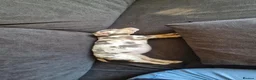 Jack Russell dogs for sale: Merle jack russels - Advert 6
