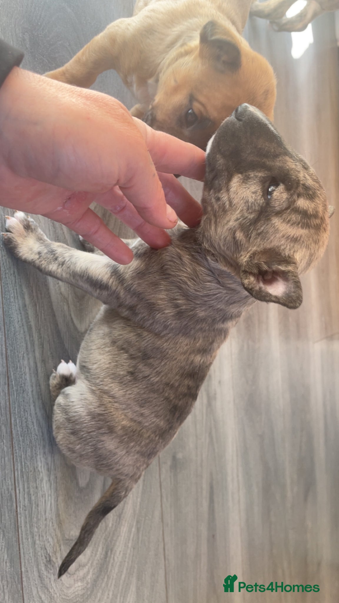 English Bull Terrier dogs for sale: *One Left* KC Reg English Bull Terrier Pups  - Advert 2