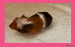 Guinea Pig rodents for sale: Baby guinea pigs  - Image 4
