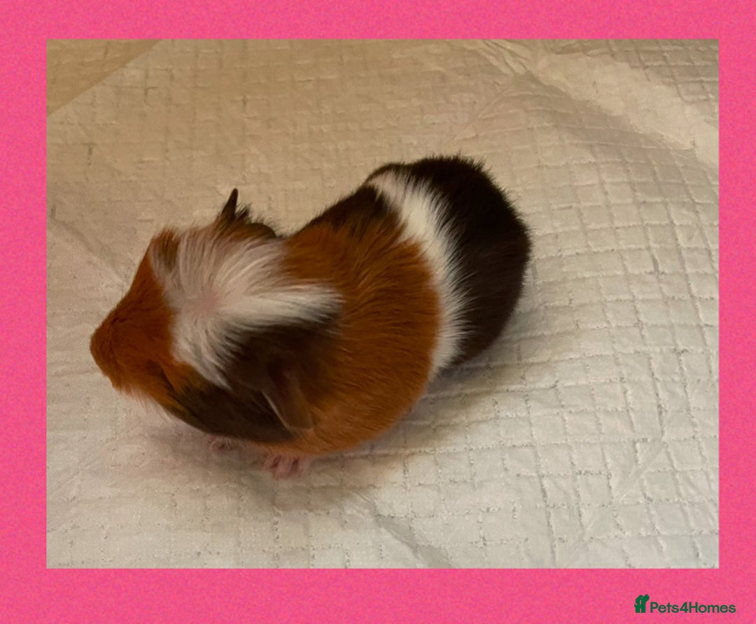 Guinea Pig rodents for sale: Baby guinea pigs  - Image 4