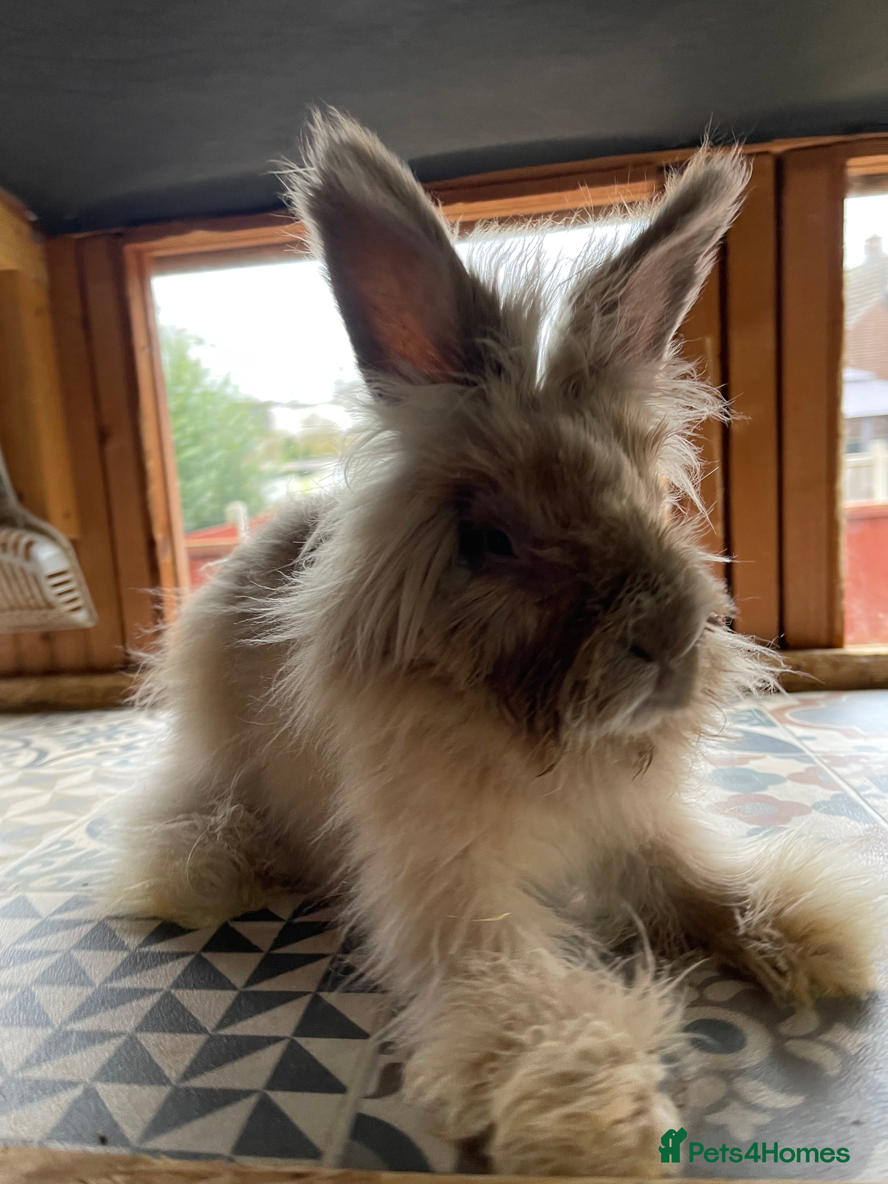Angora rabbits 2 Male English Angoras Free To Good Home - Advert 15
