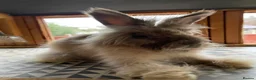 Angora rabbits for sale: 2 Male English Angoras Free To Good Home - Advert 1