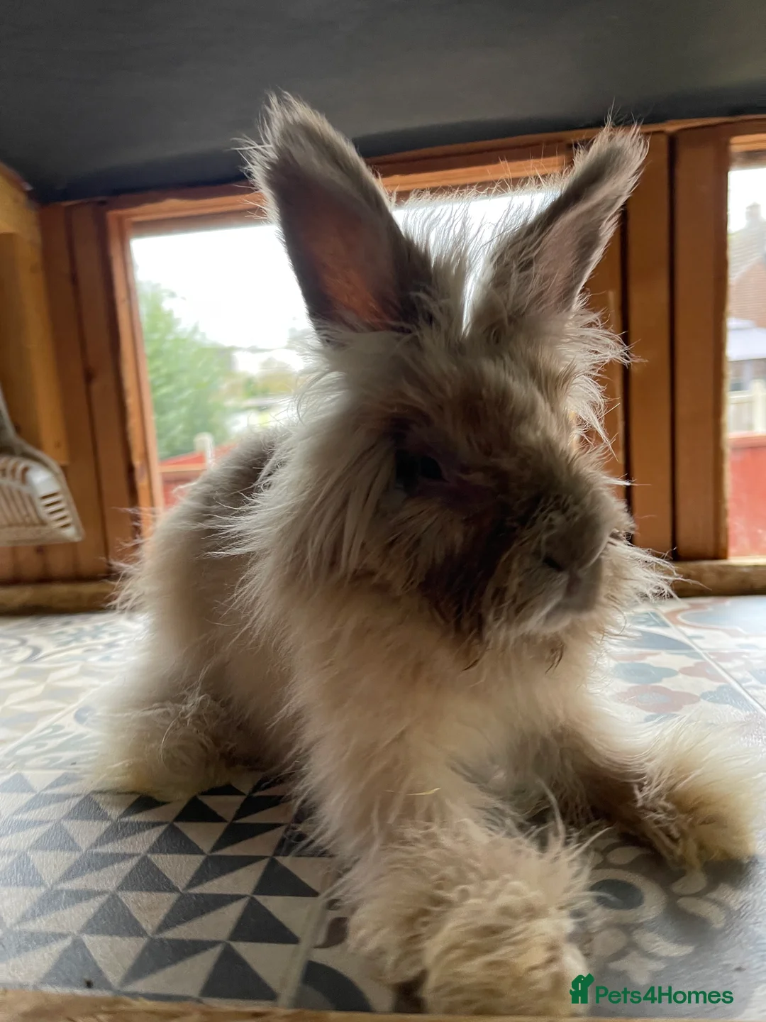 Angora rabbits for sale: 2 Male English Angoras Free To Good Home - Advert 1