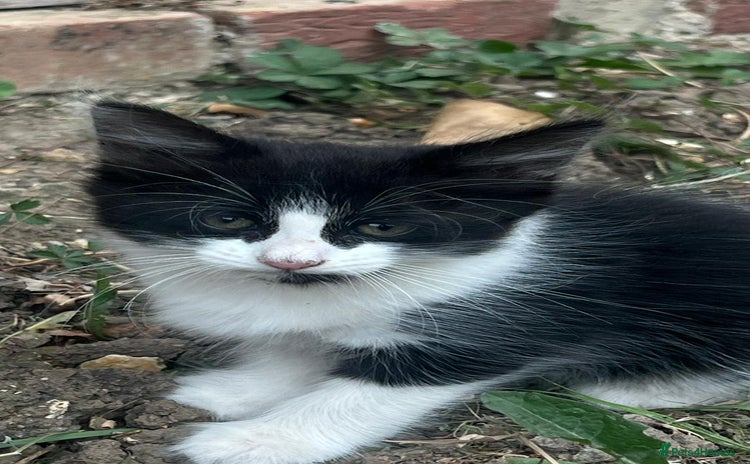 Domestic Shorthair cats - Advert 3