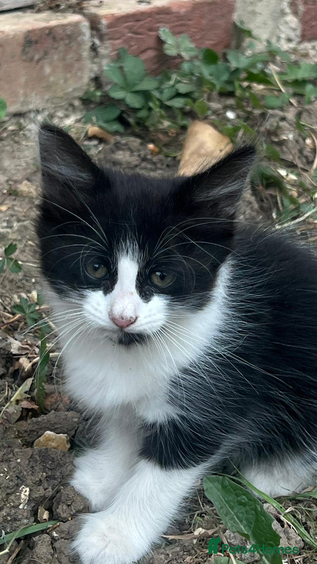 Domestic Shorthair cats for sale: Domestic cat  - Image 1