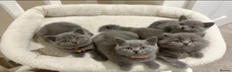 British Shorthair cats for sale: *All sold* 2027 waitlist is open x  - Advert 16