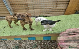 Mixed Breed dogs for adoption: Kobi - In Ayr Looking for a home  - Image 11
