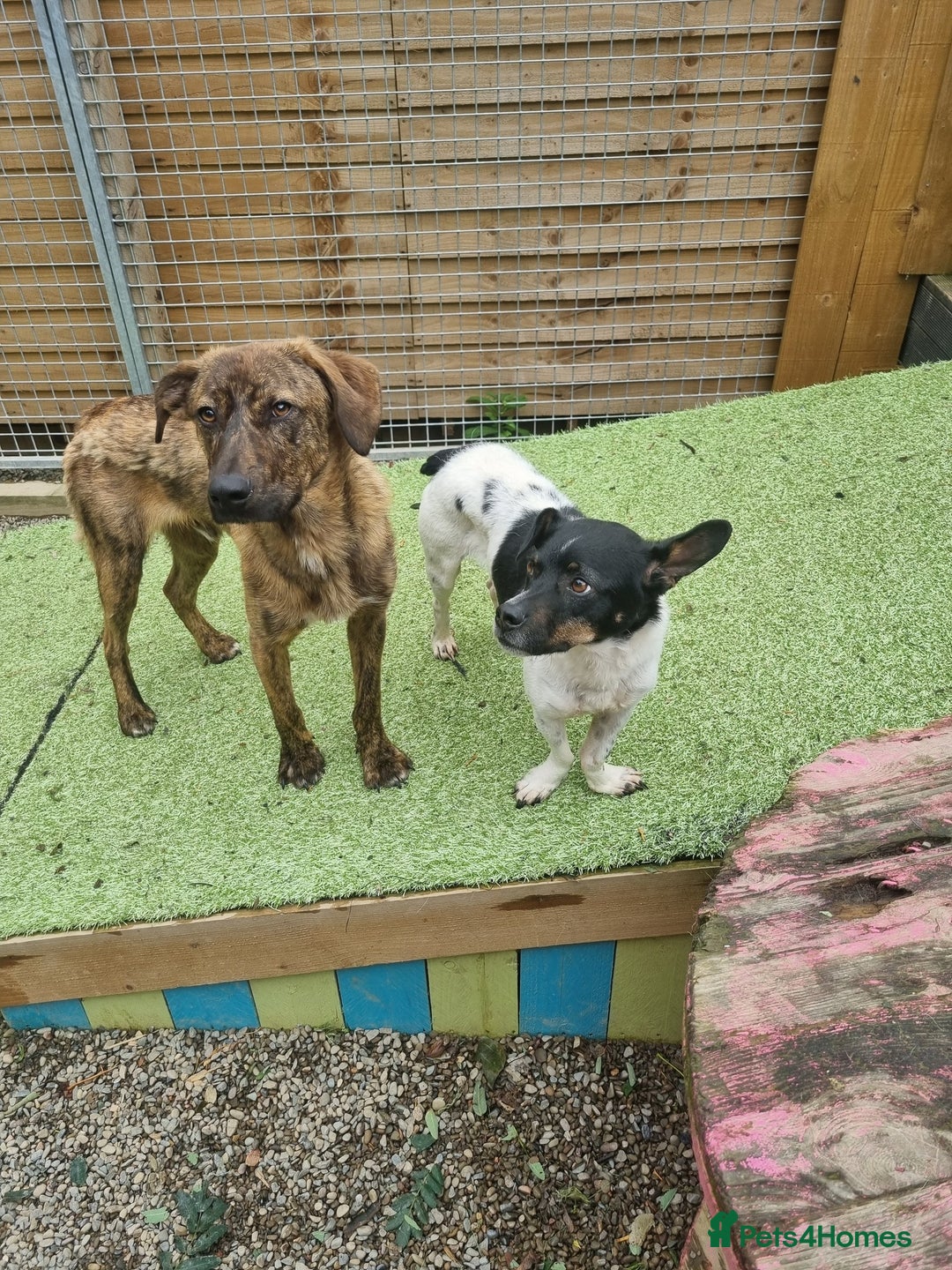 Mixed Breed dogs for adoption: Kobi - In Ayr Looking for a home  - Image 11