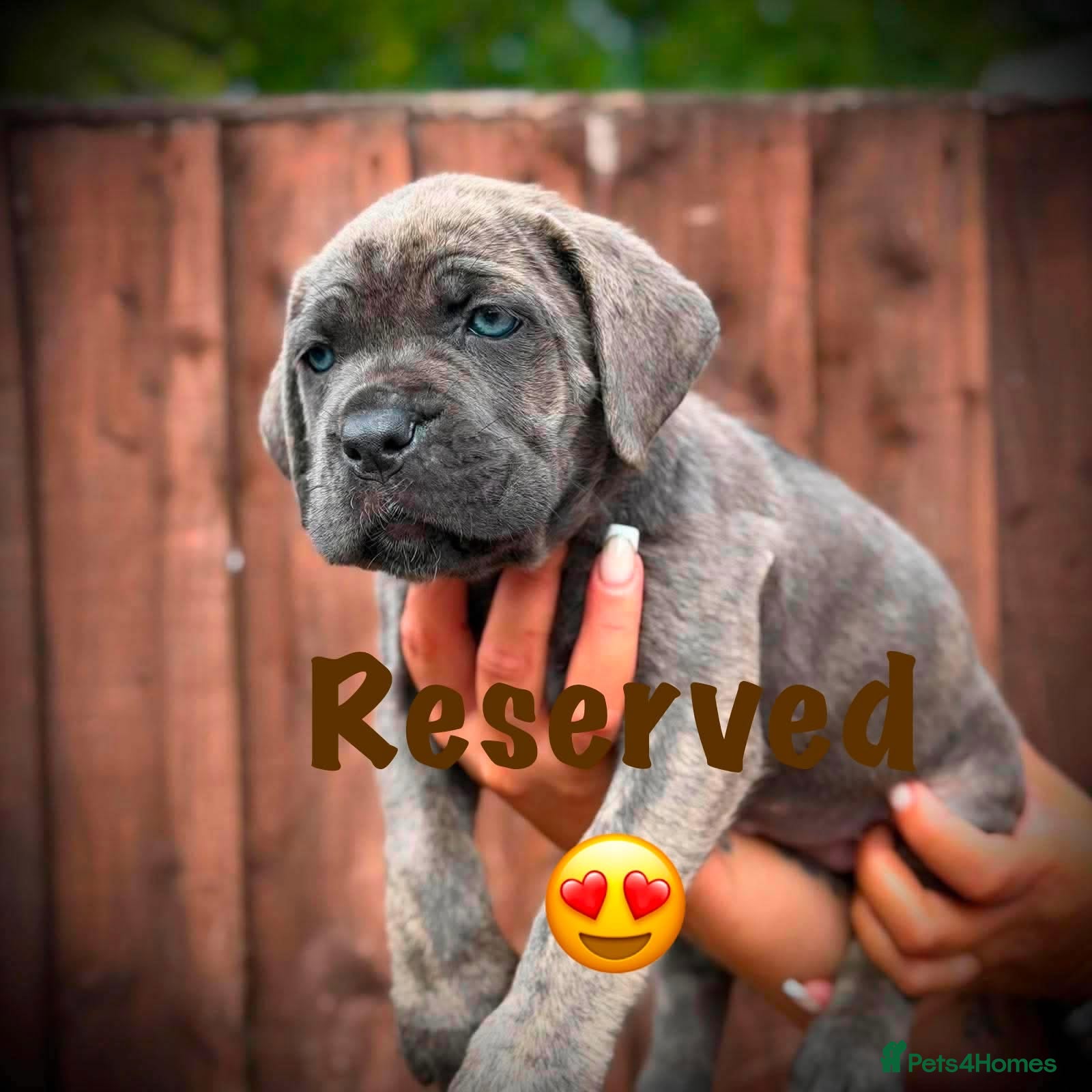 Cane Corso dogs 🐾 Balestra Magica Corso – Litter “K” 🐾 - Advert 2
