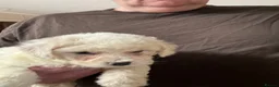 Bichon Frise dogs for sale: Adorable Bichions Frise - Advert 6