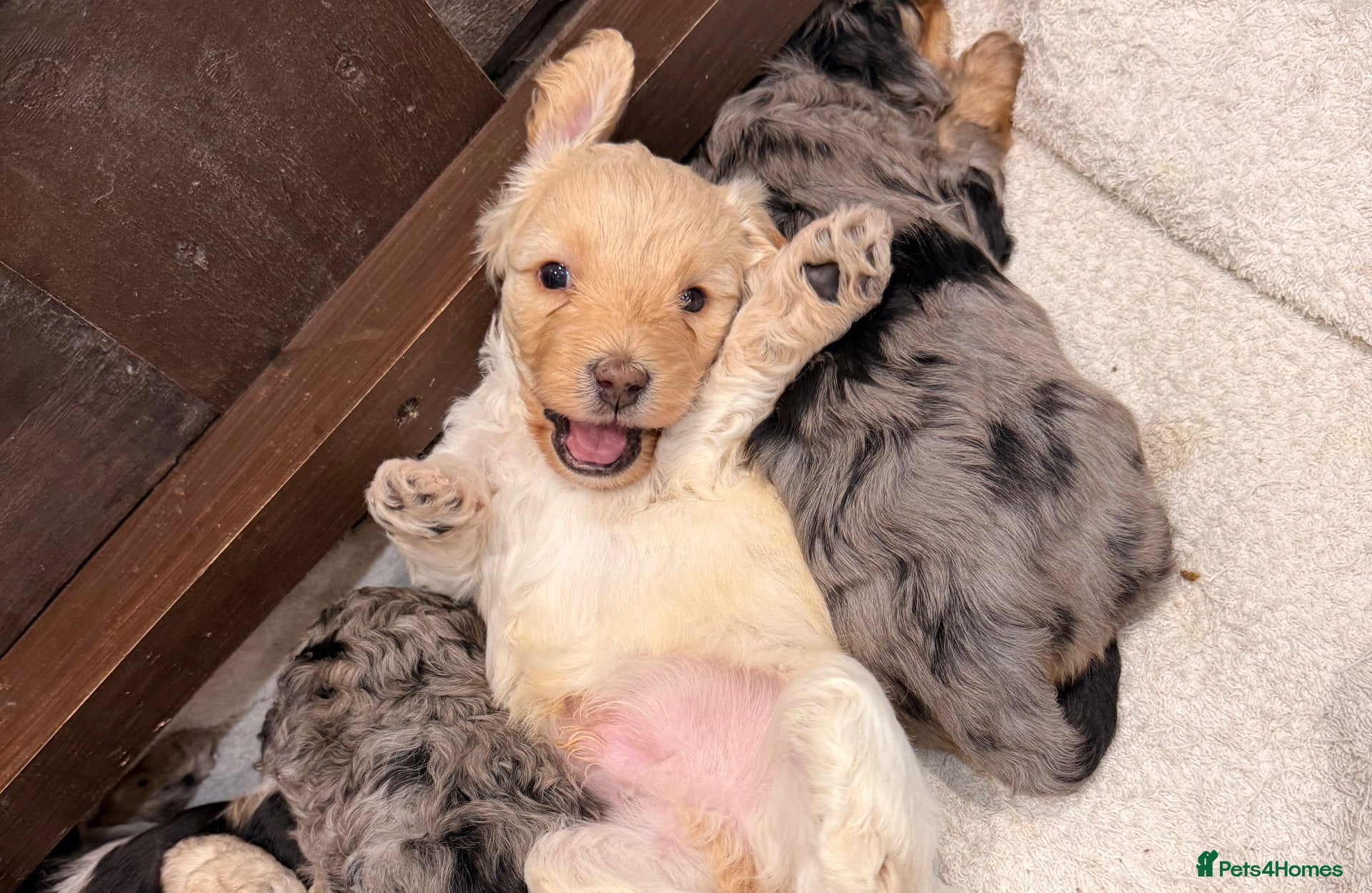 Cavapoochon dogs for sale: Toy Cavapoochon’s ❤️🐾 - Advert 1