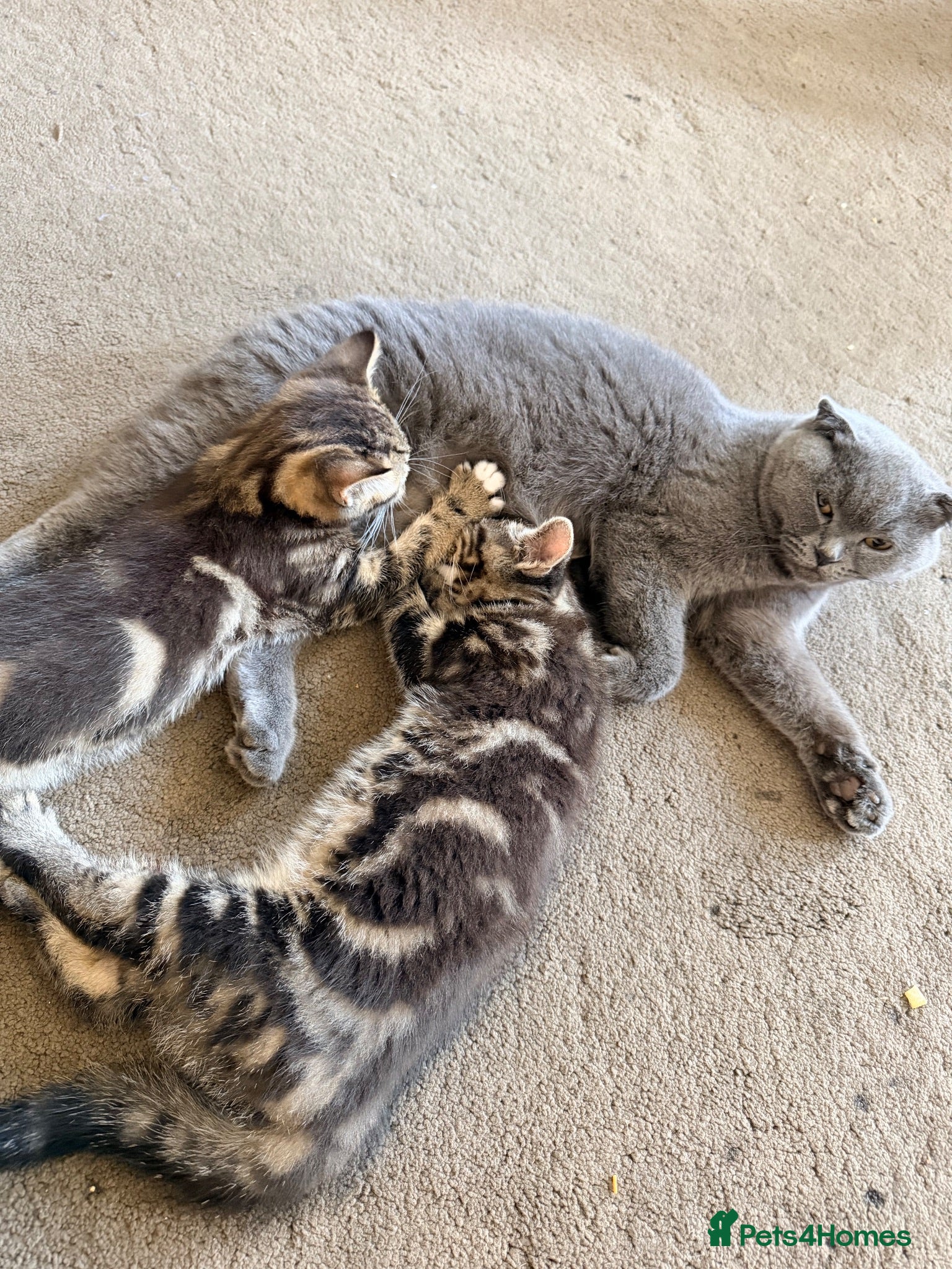 Scottish Fold cats Two Adorable Scottish Fold Male Kittens - Advert 6