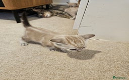 Mixed Breed cats for sale: Five Stunning Bengal X Kittens For Sale  - Image 21