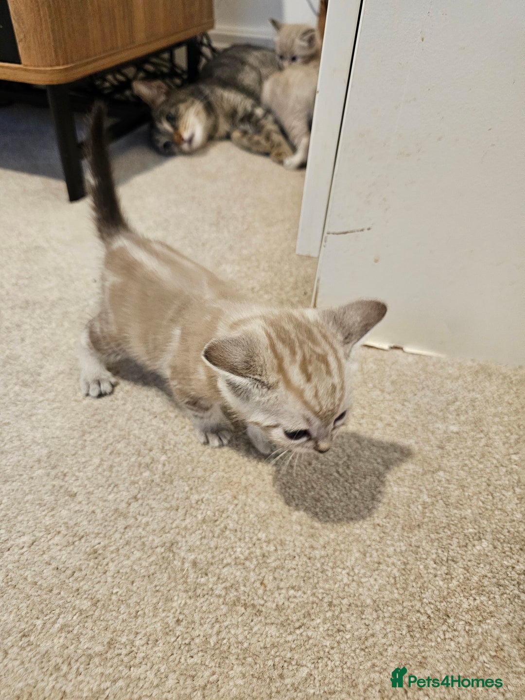 Mixed Breed cats for sale: Five Stunning Bengal X Kittens For Sale  - Image 21