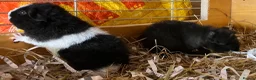 Guinea Pig rodents for sale: Pure bred Teddy boys/boars - Advert 11