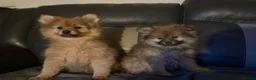 Pomeranian dogs for sale: Adorable Toy Pomeranian Puppies loving homes  - Advert 4