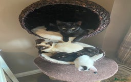 Mixed Breed cats for sale: Black/Black&White Kittens For Sale - Image 19