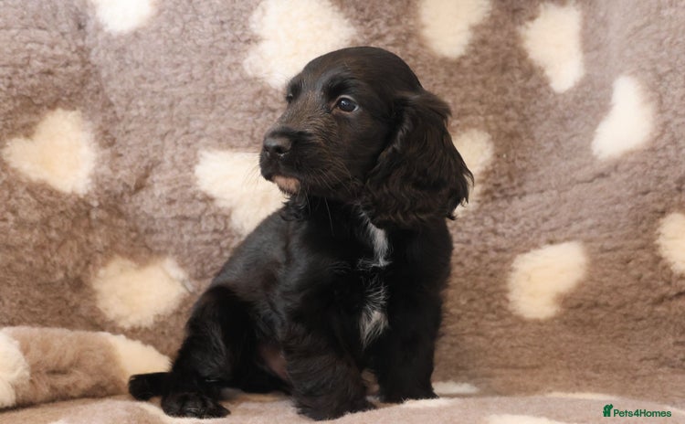 Cocker Spaniel dogs - Advert 2