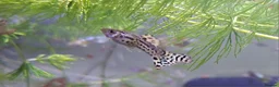 Bettas fish for sale: guppies mix - Advert 15