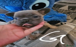 French Bulldog dogs for sale: Beautiful french bulldog puppies  - Image 2