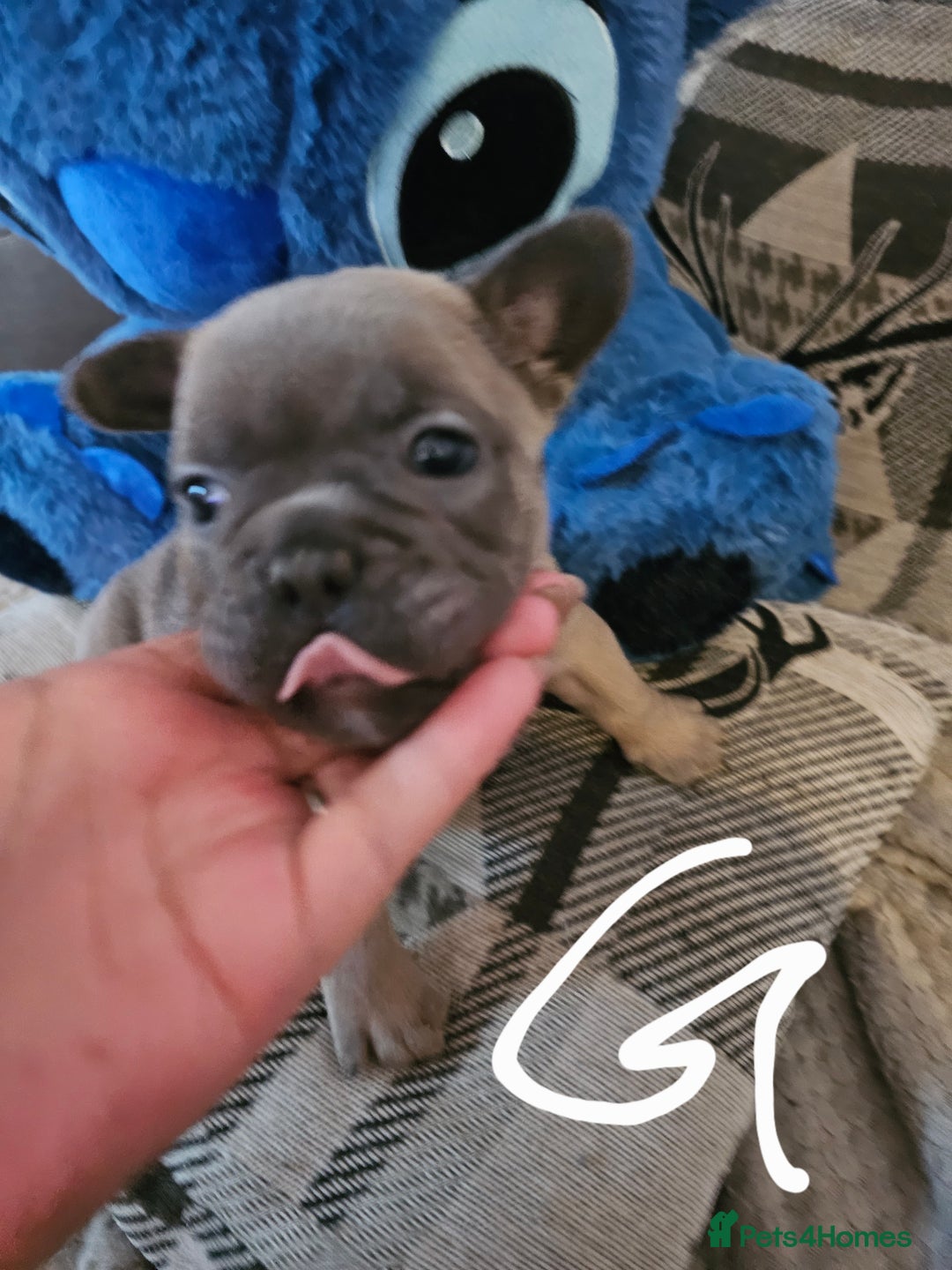 French Bulldog dogs for sale: Beautiful french bulldog puppies  - Image 2