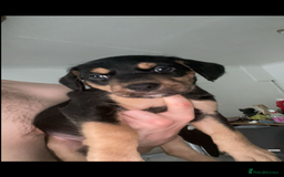Mixed Breed dogs for sale: Mixed breed puppies READY TO GO! - Image 20