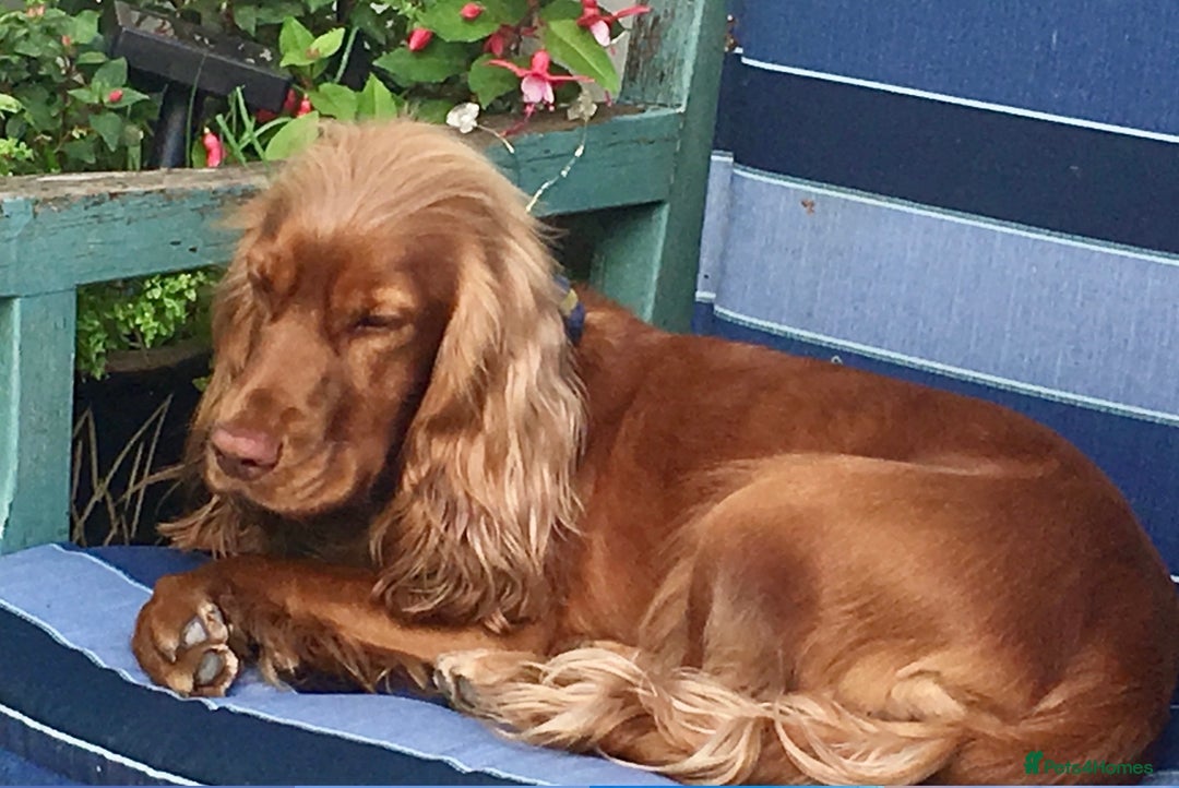Cocker Spaniel dogs for sale: Exceptional Golden KC Show Cocker Spaniels in Chepstow - Image 14