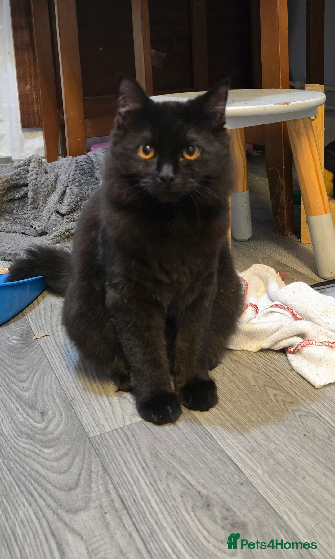 British Shorthair cats for sale: 2 Beautiful cats looking for forever homes  - Advert 7