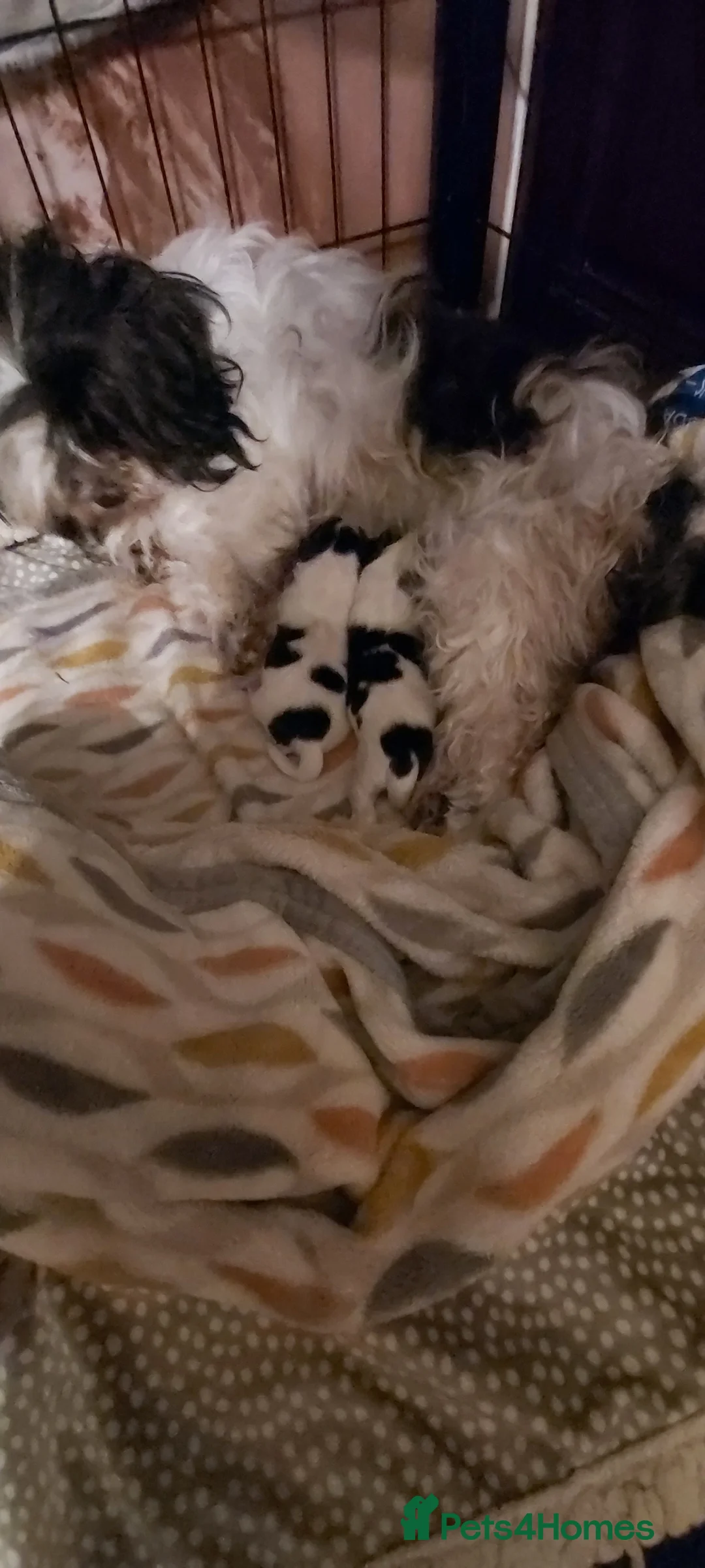 Mixed Breed dogs for sale: HavaChin puppies available  - Advert 2