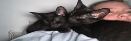 Siamese cats for sale: Beautiful kittens  - Advert 3